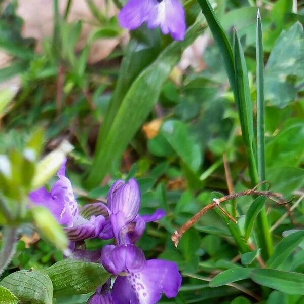 Anacamptis morio Hábito