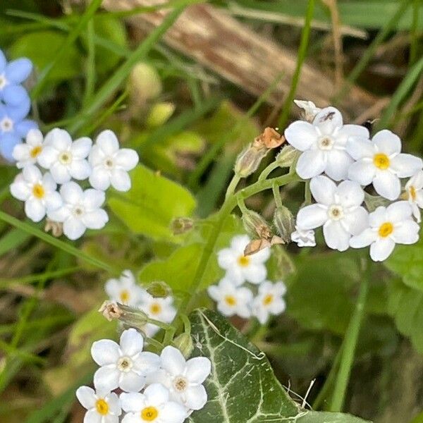 Myosotis scorpioides Cvet