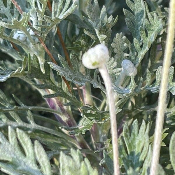 Euryops pectinatus ᱡᱚ