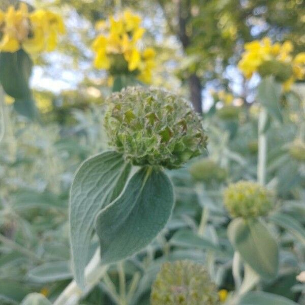 Phlomis fruticosa Kukka