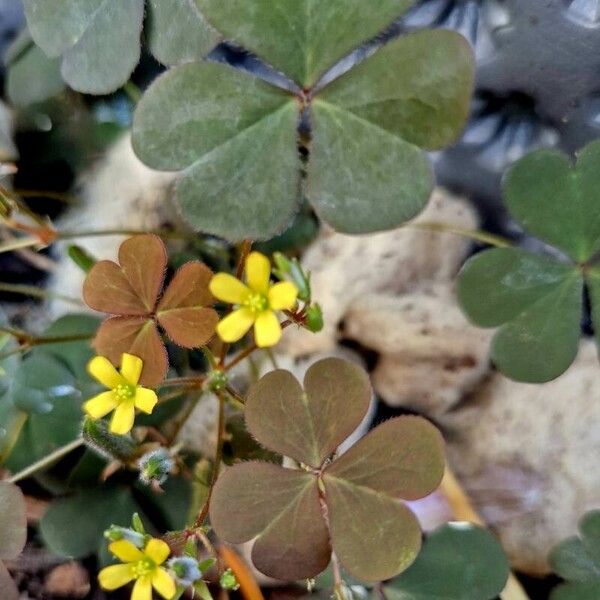 Oxalis corniculata Blodyn