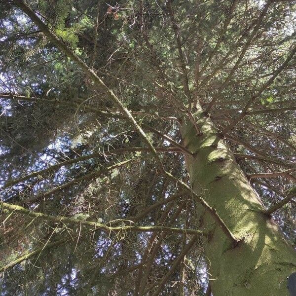 Abies cephalonica Habitus