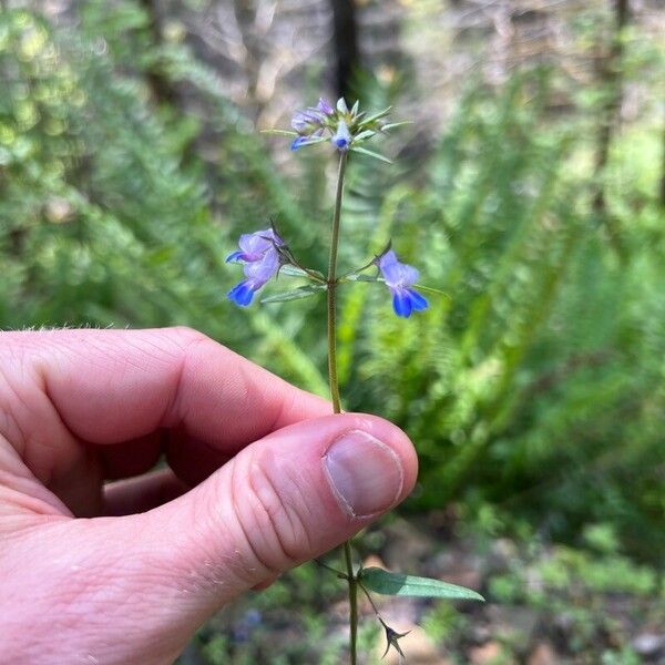 Collinsia parviflora 花