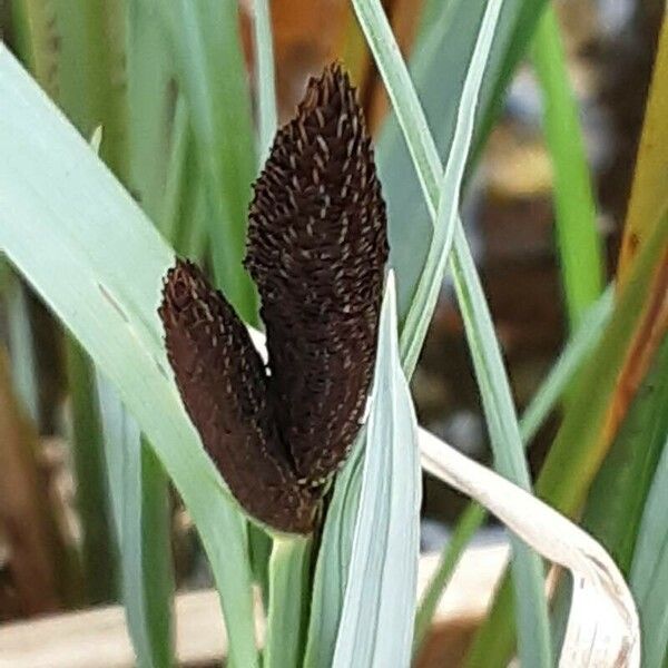 Carex acutiformis फूल