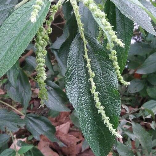 Boehmeria japonica Blüte