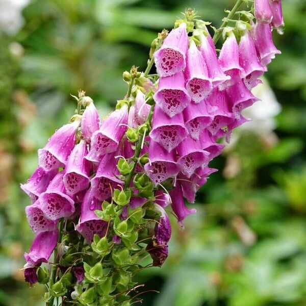 Digitalis purpurea फूल