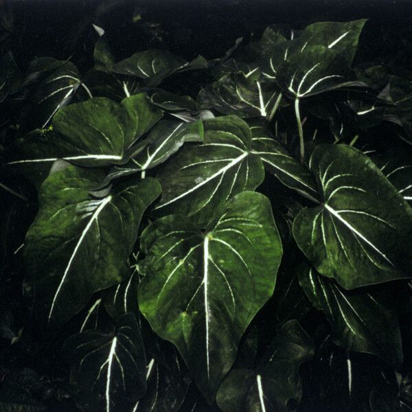 Caladium schomburgkii Leaf