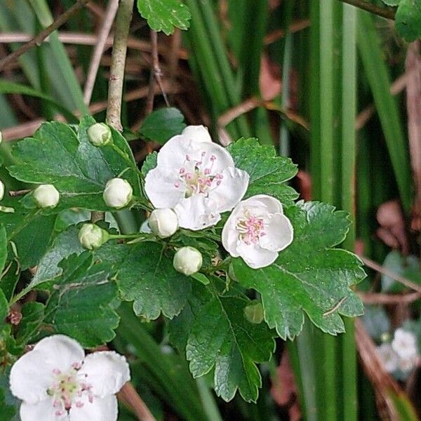 Crataegus × media Lorea