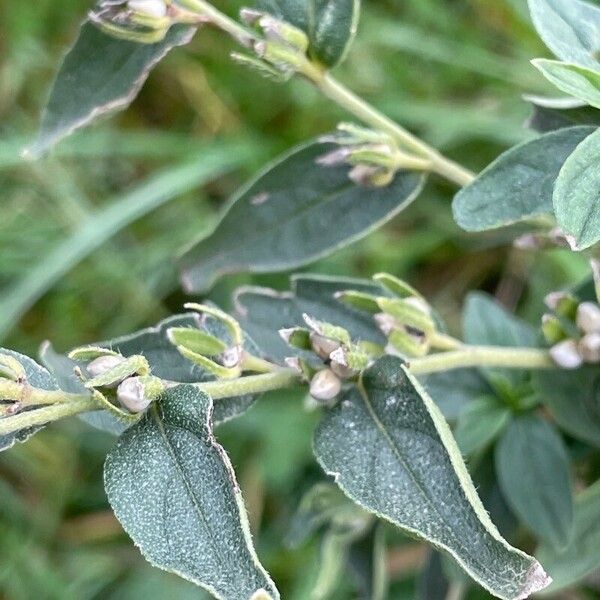 Lithospermum officinale Плод