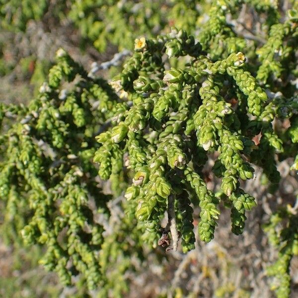 Thymelaea hirsuta Habitat