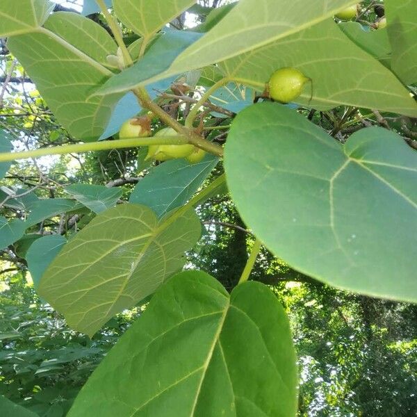 Paulownia tomentosa Yaprak