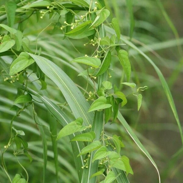 Dioscorea japonica Leaf