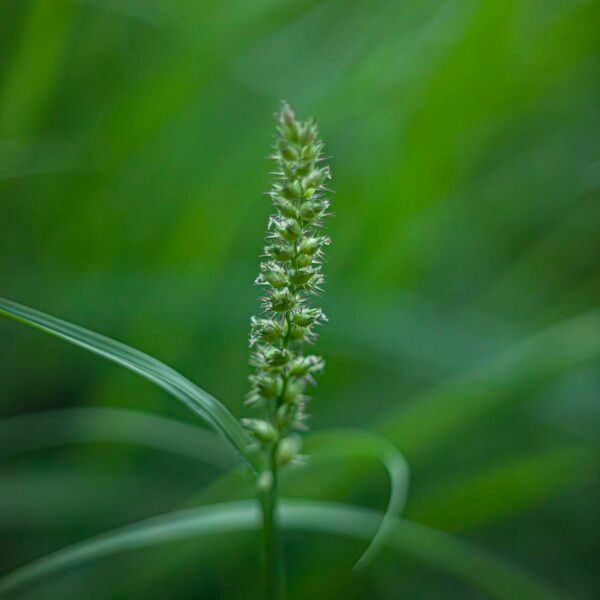 Cenchrus echinatus Flors