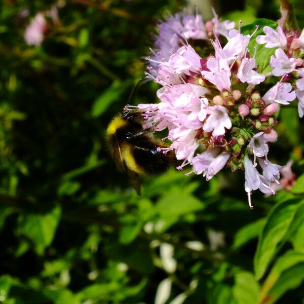 Origanum vulgare Lorea