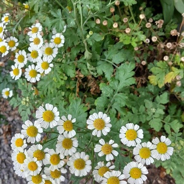 Tanacetum parthenium Habitat