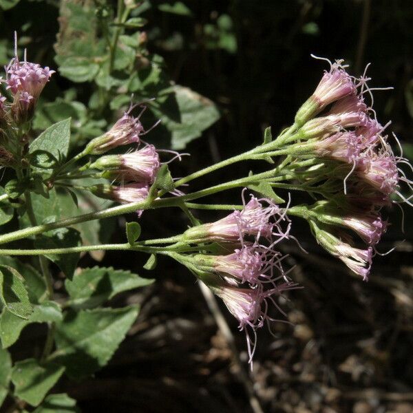 Ageratina occidentalis Flower