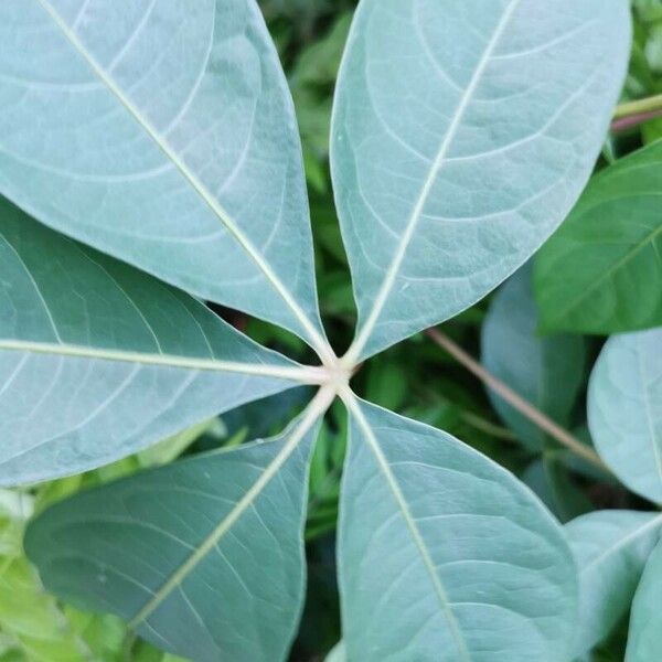 Adansonia digitata Blatt