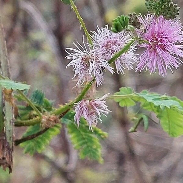 Mimosa pigra 花