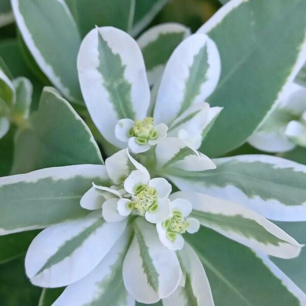 Euphorbia marginata Blüte