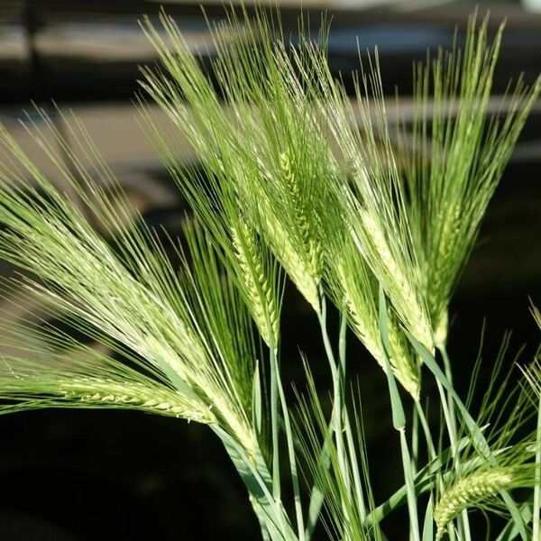 Hordeum jubatum ᱥᱟᱠᱟᱢ