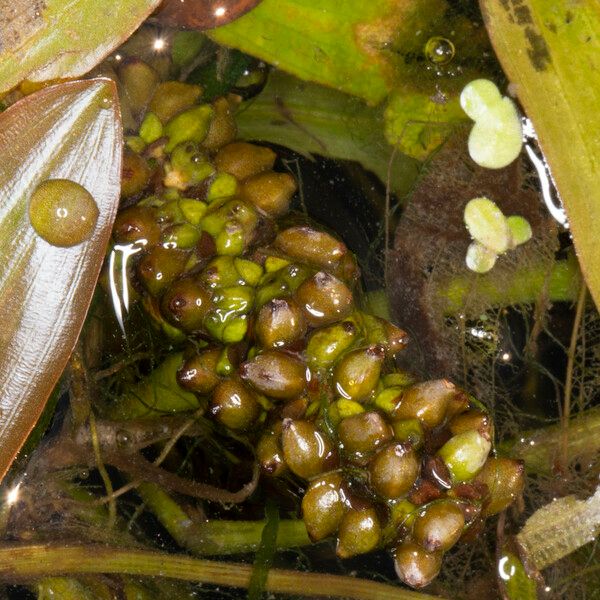 Potamogeton nodosus Owoc