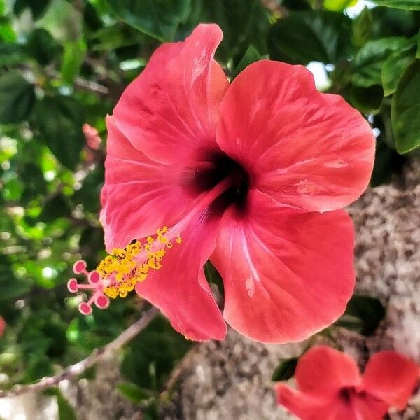 Hibiscus rosa-sinensis Blodyn