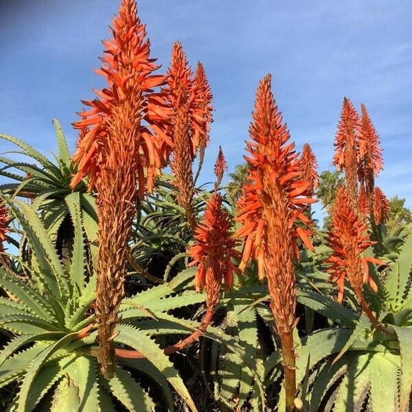 Aloe arborescens Flor