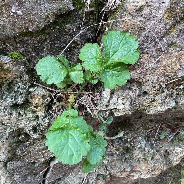 Geum macrophyllum ഇല