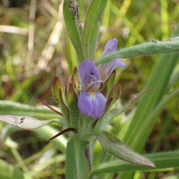 Hygrophila auriculata Květ