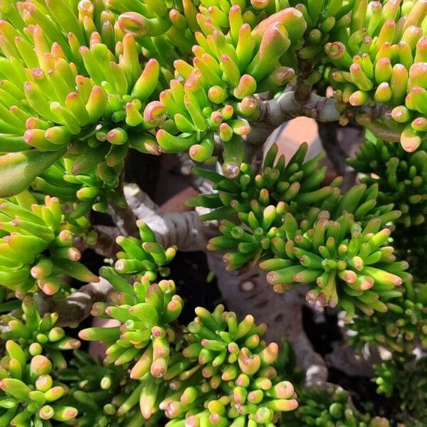 Crassula ovata Habit