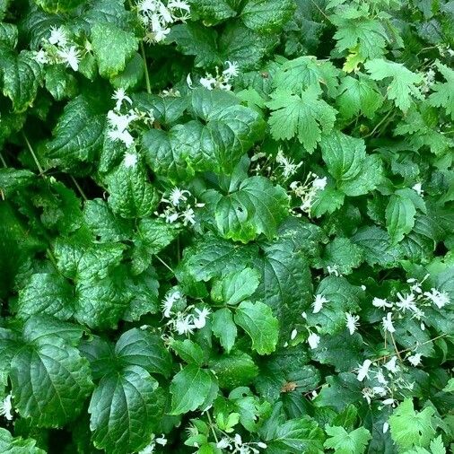 Clematis flammula Habit