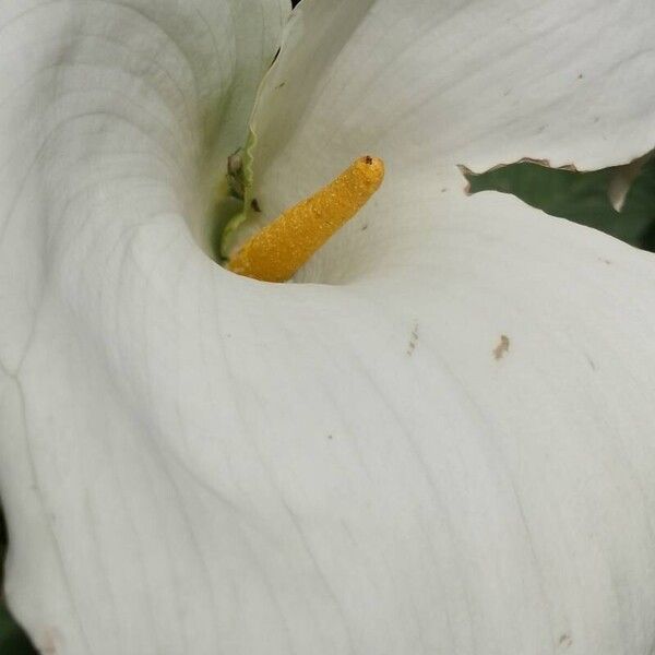 Zantedeschia aethiopica Flor