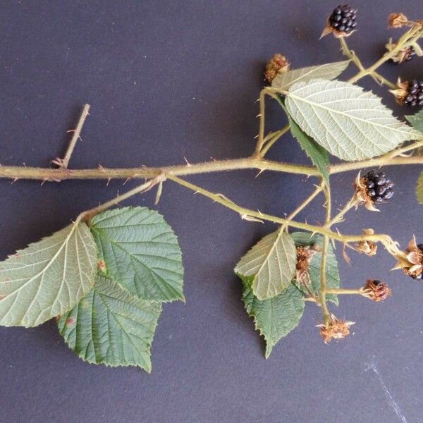 Rubus koehleri Іншае