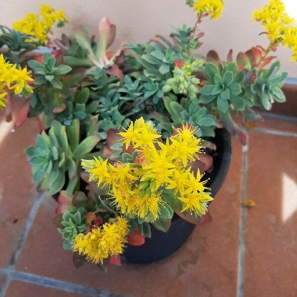 Sedum palmeri Flor