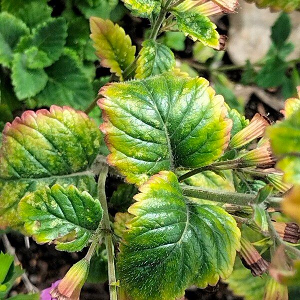 Clinopodium grandiflorum Yaprak