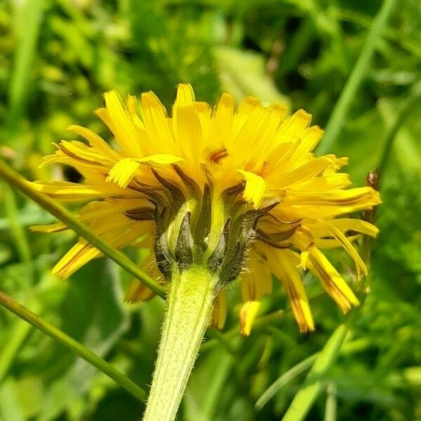 Leontodon hispidus Flor