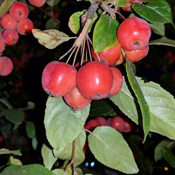 Malus sylvestris Fruto