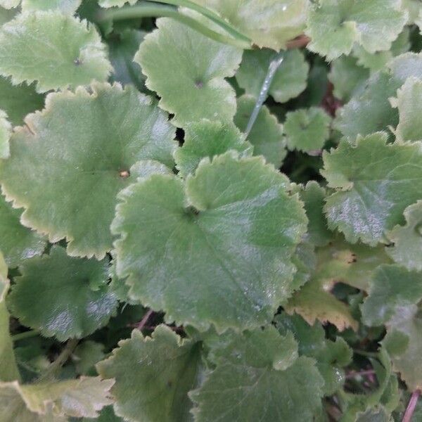 Campanula garganica Blatt