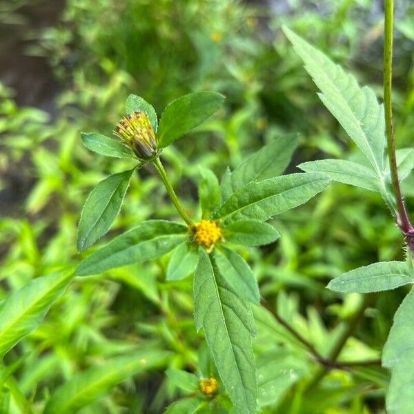 Bidens tripartita Flor