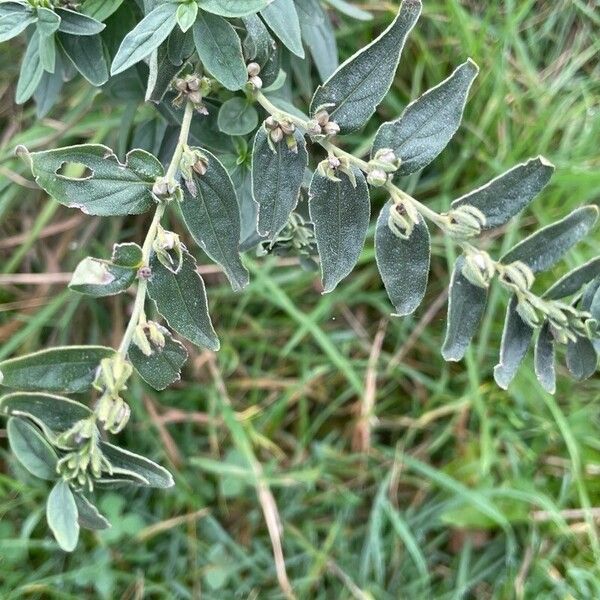 Lithospermum officinale Leaf