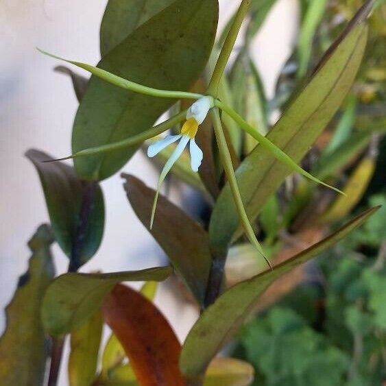 Epidendrum nocturnum Flor