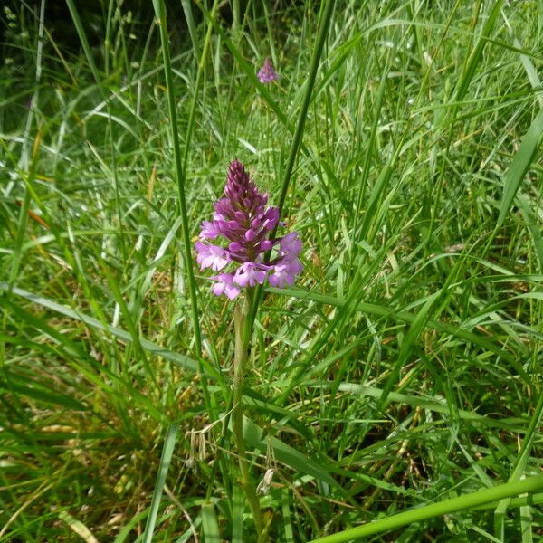 Anacamptis pyramidalis Fiore