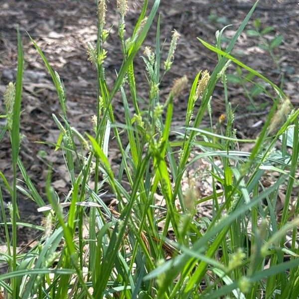 Carex blanda Flor