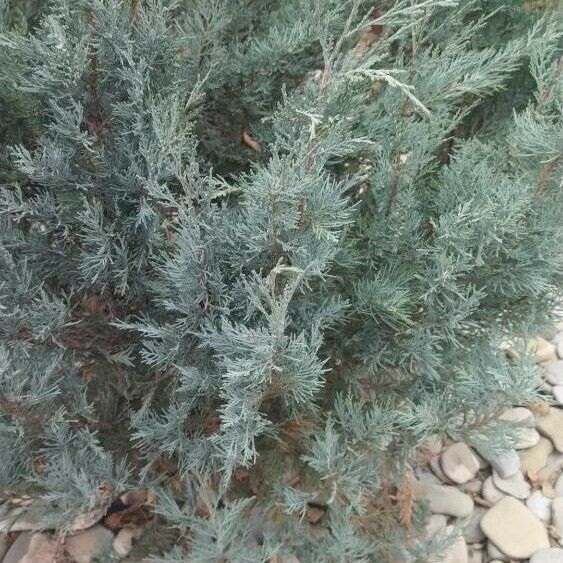 Juniperus scopulorum Лист