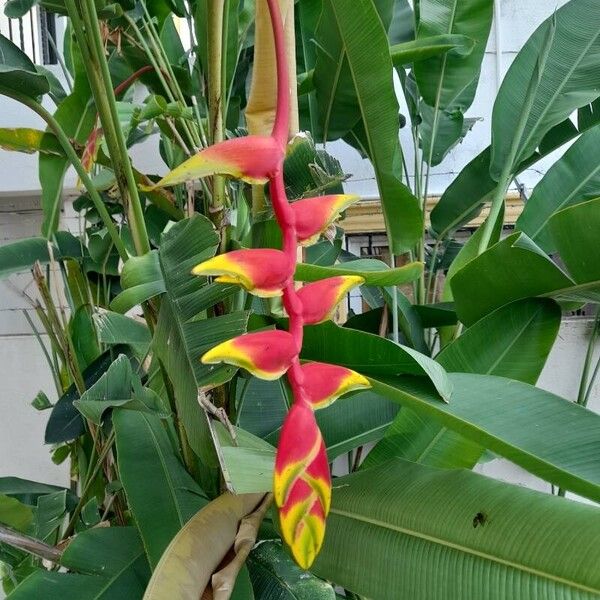 Heliconia rostrata ফুল