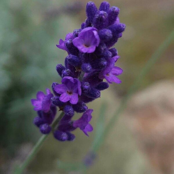 Lavandula angustifolia Květ