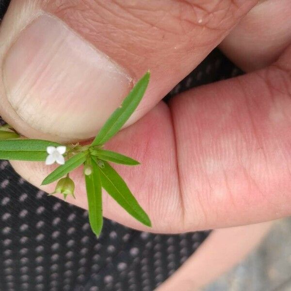 Oldenlandia corymbosa Bloem