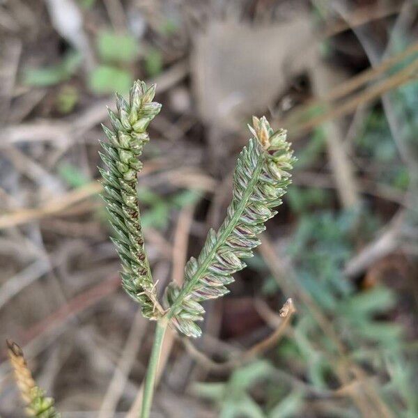 Eleusine tristachya Fruit