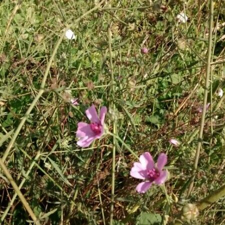 Althaea cannabina Квітка