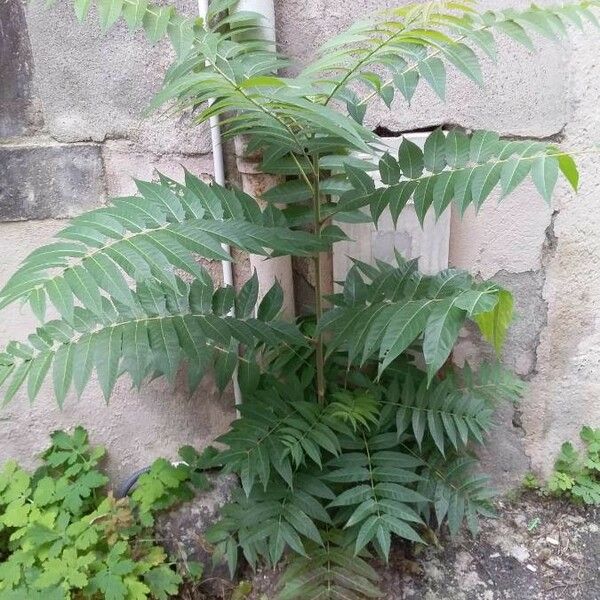 Ailanthus altissima Hábito